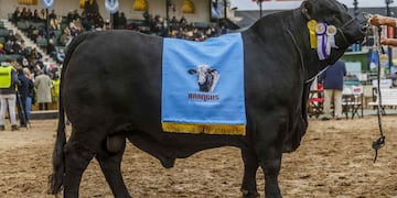 TORO. El reservado gran campeón Brangus que se pagó 940 mil pesos en Palermo