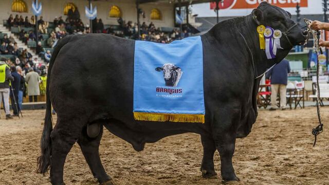 TORO. El reservado gran campeón Brangus que se pagó 940 mil pesos en Palermo