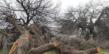 Villa María. Los algarrobos fueron talados a pesar de las advertencias. (Gentileza Villa María Vivo)