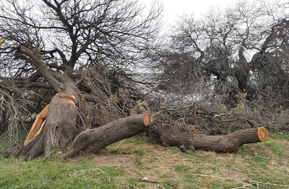 Villa María: será sancionado por talar dos algarrobos centenarios