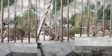 Desde la Municipalidad aseguraron que el animal llegó con la pata quebrada en 2009.