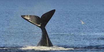 Estaban nadando en Comodoro y se les aparecieron dos orcas (Imagen Ilustrativa).