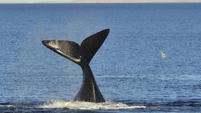 Estaban nadando en Comodoro y se les aparecieron dos orcas (Imagen Ilustrativa).