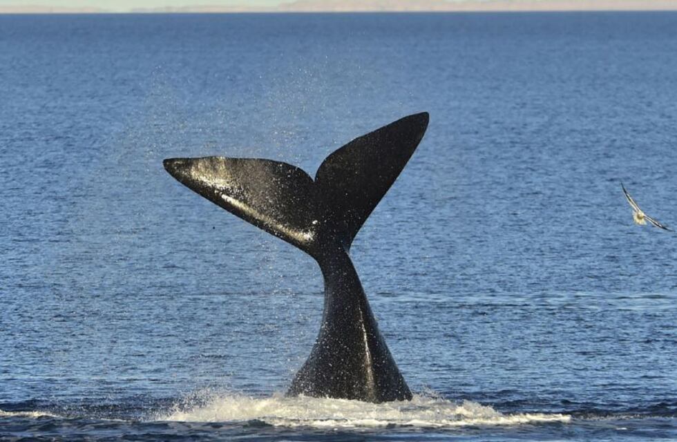 Video: nadaban en medio del mar y fueron sorprendidos por dos orcas en Comodoro Rivadavia