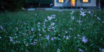 Un imponente animal se presentó en el patio de una vivienda en Córdoba.