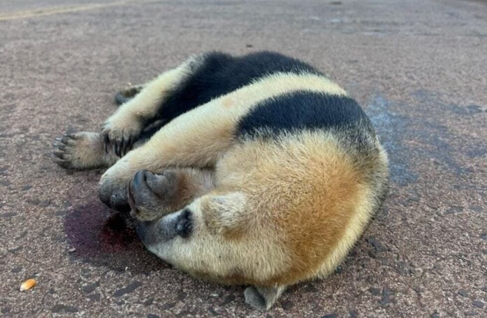 Puerto Libertad: un oso hormiguero murió atropellado en el Parque Provincial Urugua-í