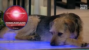 Comunicado por el maltrato a Bigote, la mascota de la casa