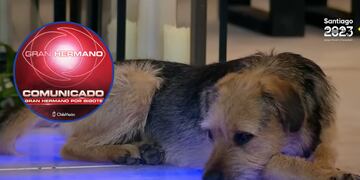Comunicado por el maltrato a Bigote, la mascota de la casa