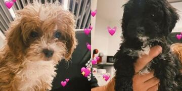 Qué pasa con los perros si se separan como Mora y Caramelo de Gran Hermano.