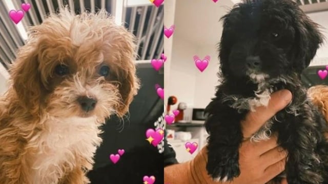 Qué pasa con los perros si se separan como Mora y Caramelo de Gran Hermano.