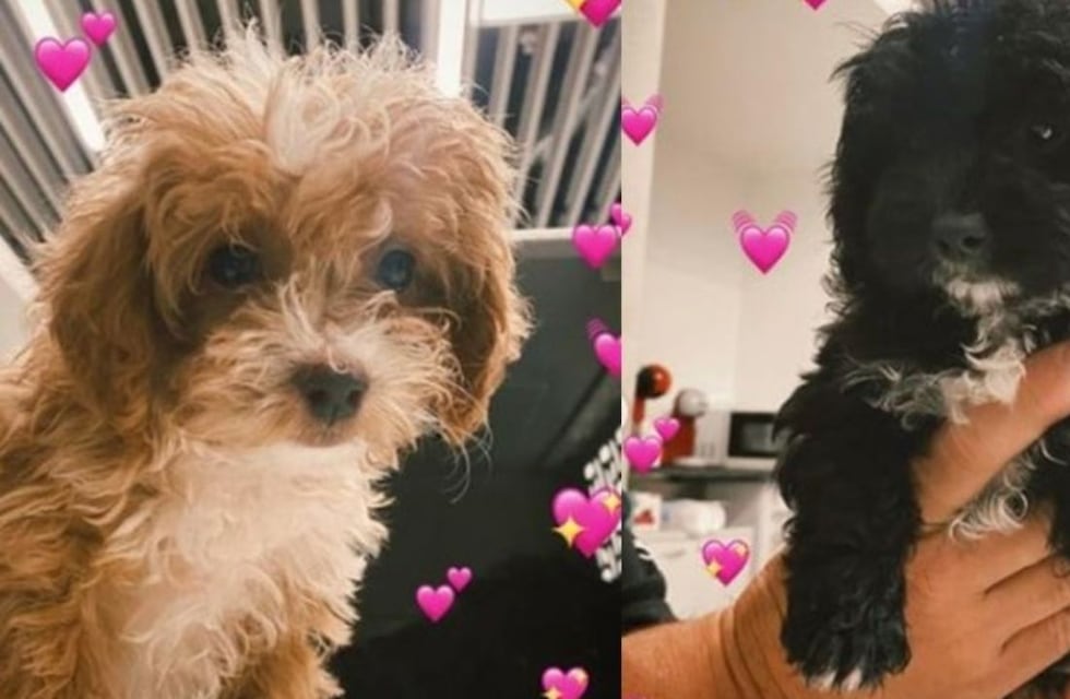 Qué pasa con los perros si se separan como Mora y Caramelo de Gran Hermano