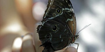 Invasión de mariposas: el fuerte significado espiritual de ver una en tu casa.