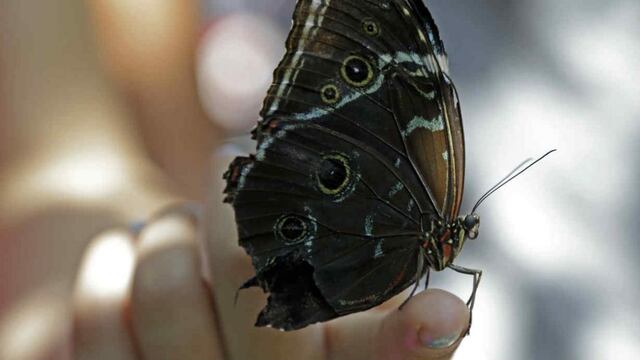 Invasión de mariposas: el fuerte significado espiritual de ver una en tu casa.