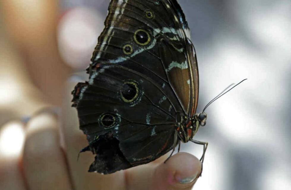 Invasión de mariposas: el fuerte significado espiritual de ver una en tu casa