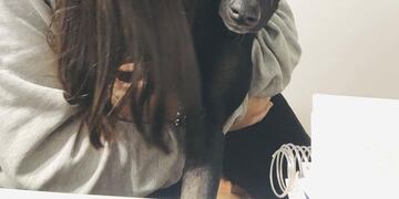 La joven pide colaboración para encontrar a su mascota Nala.