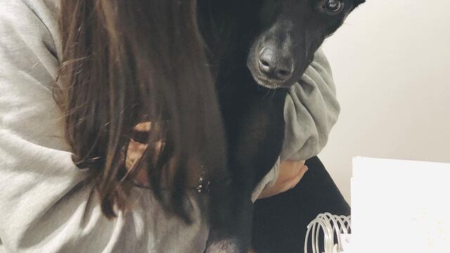 La joven pide colaboración para encontrar a su mascota Nala.