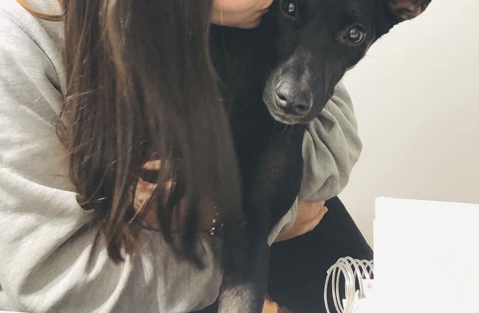 Contrató una trafic para que traslade a su mascota a Neuquén y se la perdieron en La Pampa