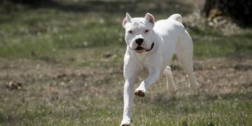 Dogo. (Imagen Ilustrativa)