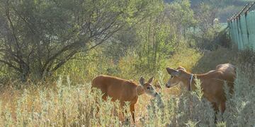 Brisa y Alfonso llegaron al Parque Nacional El Impenetrable después de 100 años.