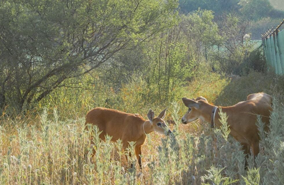 Encontraron en el Impenetrable chaqueño dos ciervos que se pensaban extintos hace 100 años