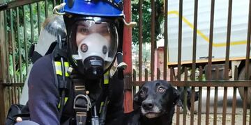 "Colita" se encuentra sana y salva.