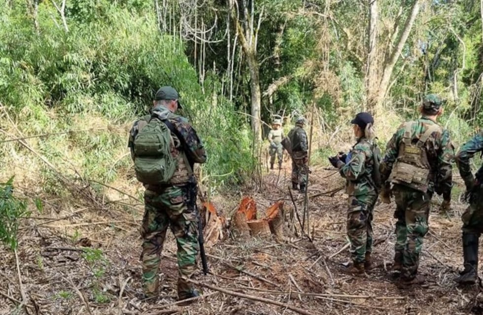 San Pedro: nuevo caso de tala ilegal en el Parque Provincial Piñalito Sur reaviva las críticas por la falta de control ambiental