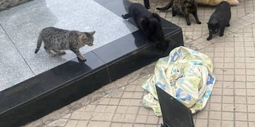 La Oficina Municipal de Protección Animal de Rosario rescató a cinco gatos del Cementerio El Salvador.