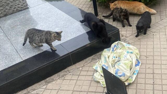 La Oficina Municipal de Protección Animal de Rosario rescató a cinco gatos del Cementerio El Salvador.