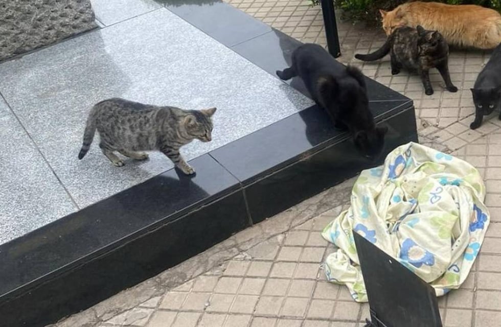 Maltrato animal en Rosario: la Municipalidad resolvió 100 denuncias en cinco meses