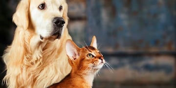Castraciones gratuitas para mascotas. Imagen ilustrativa | Freepik