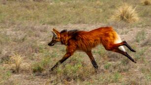 Aguará guazú restacado en Punilla