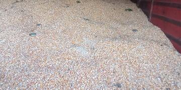 El maíz secuestrado. (Policía)