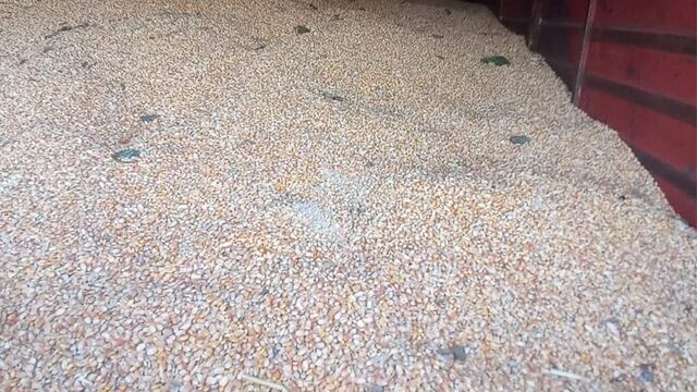 El maíz secuestrado. (Policía)