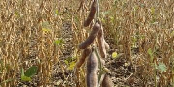 Sequía: un problema climático que repercute de lleno en la economía.