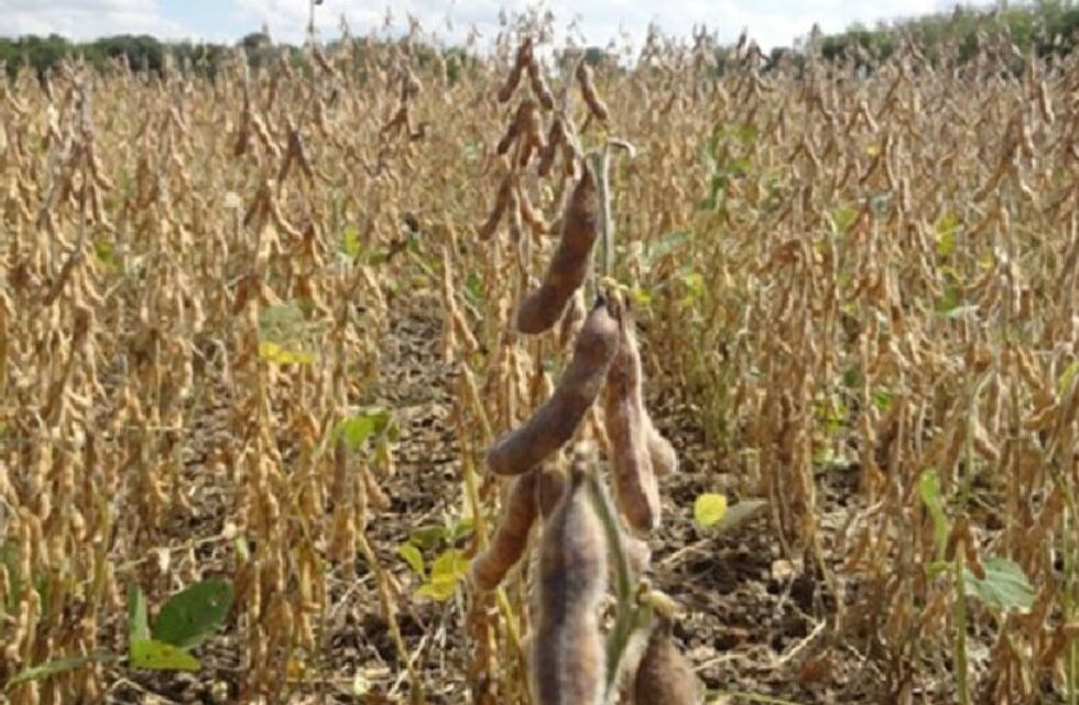 Una importante sequía pone más presión en el Gobierno: temen que haya un nuevo incremento en los alimentos