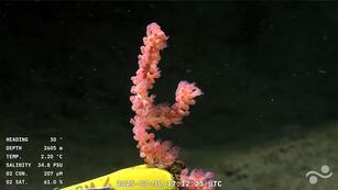 Una bióloga de Córdoba participa de la expedición del Conicet.