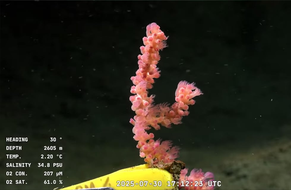 Una bióloga de la UNC participa en el streaming desde el fondo del mar y contó su experiencia