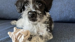 Perrito rescatado y puesto en adopción por Patitas del Sur.