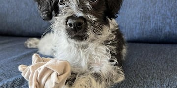 Perrito rescatado y puesto en adopción por Patitas del Sur.