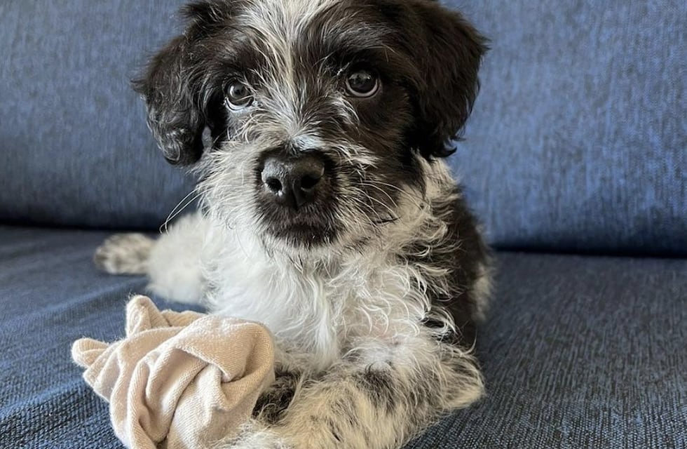 Patitas del Sur, una asociación de animales con más de 1.000 voluntarios: “Hemos educado y cambiado Córdoba”
