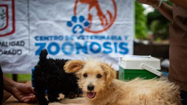 El Centro de Veterinaria y Zoonosis realizó más de 40 operativos en Eldorado.