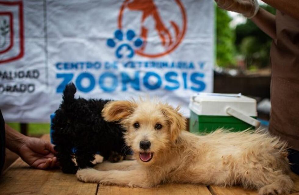 El Centro de Veterinaria y Zoonosis realizó más de 40 operativos en Eldorado