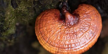 Reishi: estos son los beneficios del hongo "de la eterna juventud"
