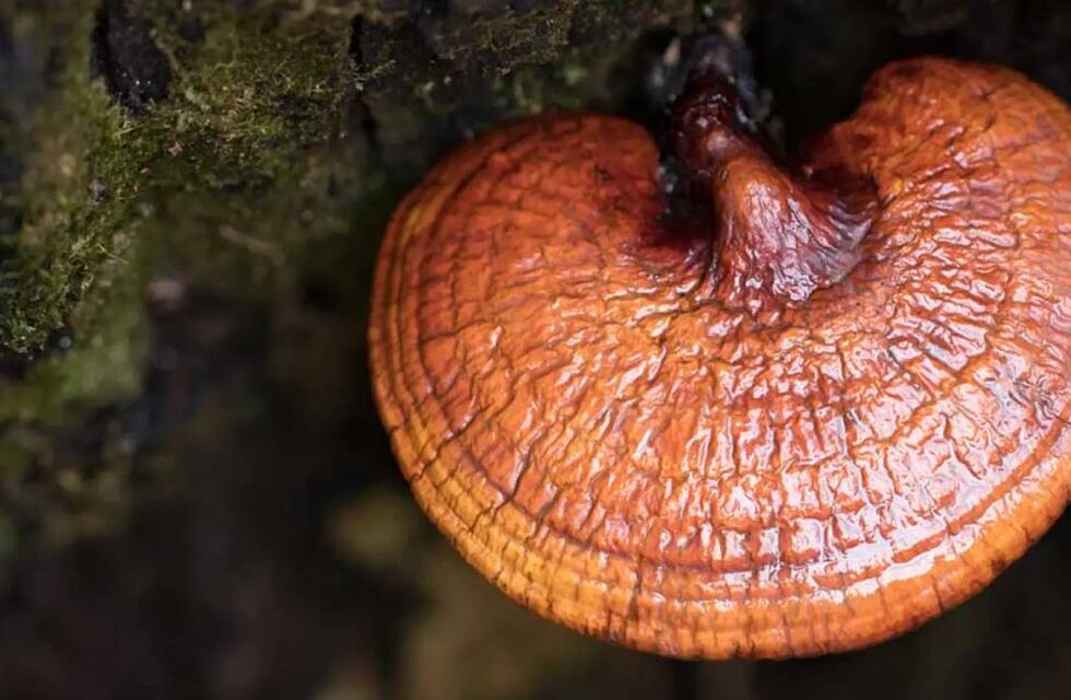 Reishi: estos son los beneficios del hongo “de la eterna juventud”