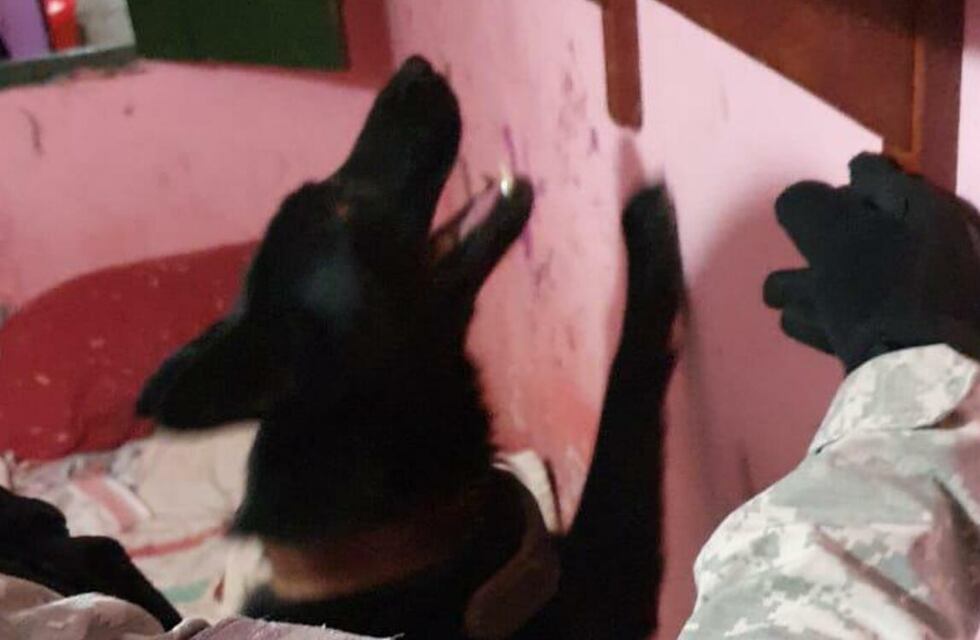 Golpe en Córdoba: un perro encontró envoltorios de droga y cerraron el punto de venta