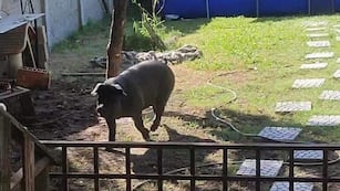 Buscan intensamente una chancha robada en Alta Gracia.