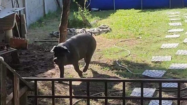 Buscan intensamente una chancha robada en Alta Gracia.