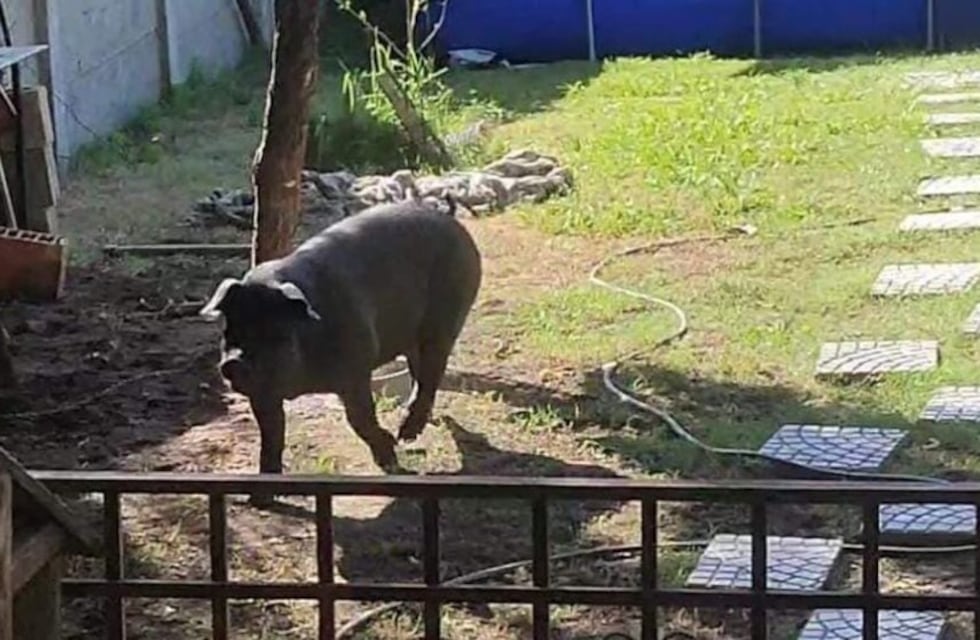 Córdoba: buscan a una chancha robada en Alta Gracia y su familia teme lo peor