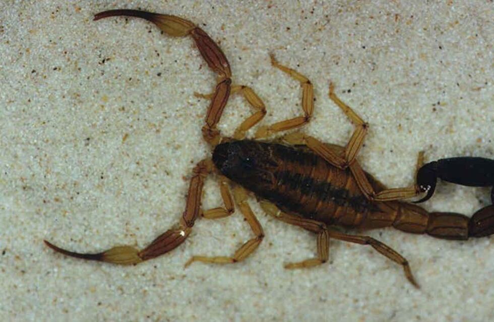 Córdoba: madre del niño picado por alacrán denuncia a las autoridades escolares