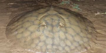 En Rosario pescaron una raya gigante de 90 kilos.